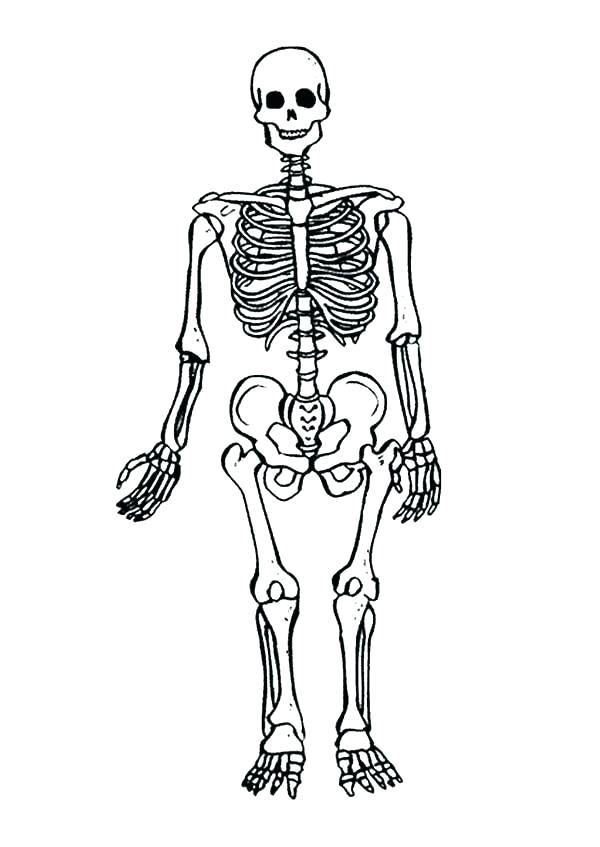 600x847 Innovative Dinosaur Bones Coloring Pages Skeleton Page Mainstream