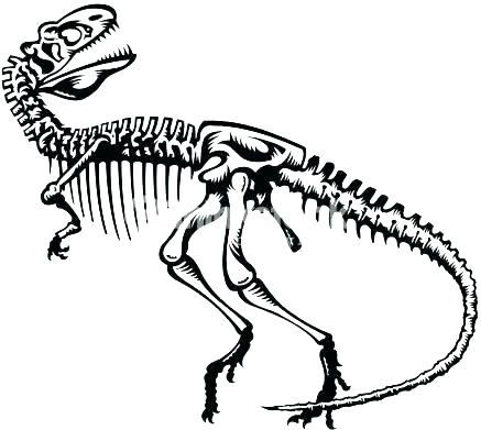 437x391 Bones Coloring Pages Dinosaur Skeleton Coloring Pages