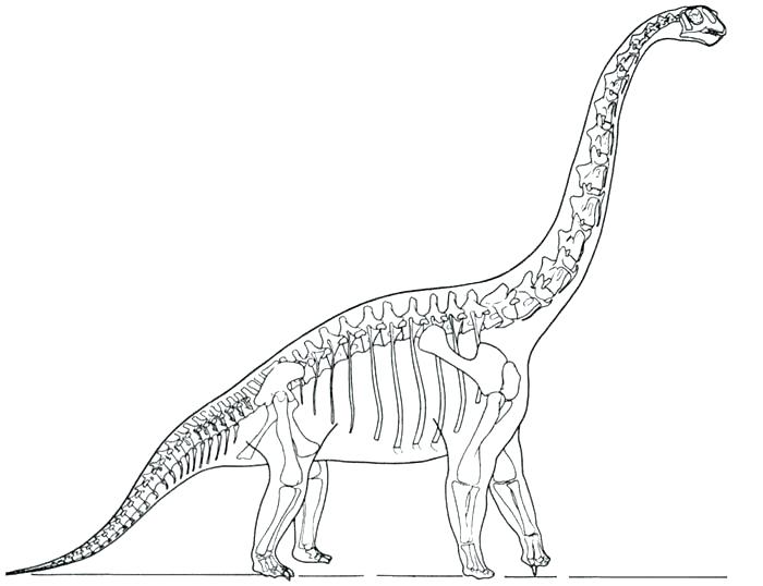 700x538 Dinosaur Skeleton Coloring Page
