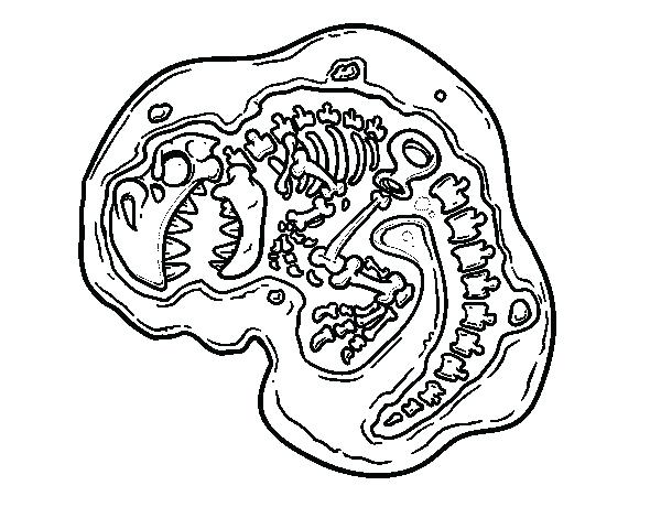 600x470 Fossil Coloring Pages Fossil Coloring Pages Dinosaur Fossil New