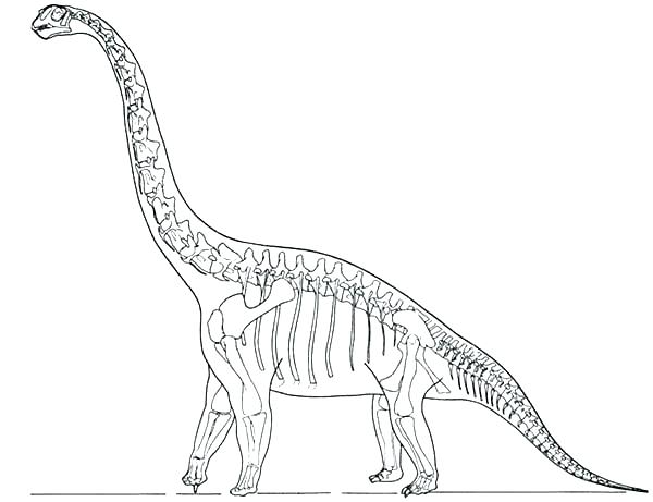 600x461 Fossil Coloring Pages Fossil Coloring Pages Dinosaur Skeleton