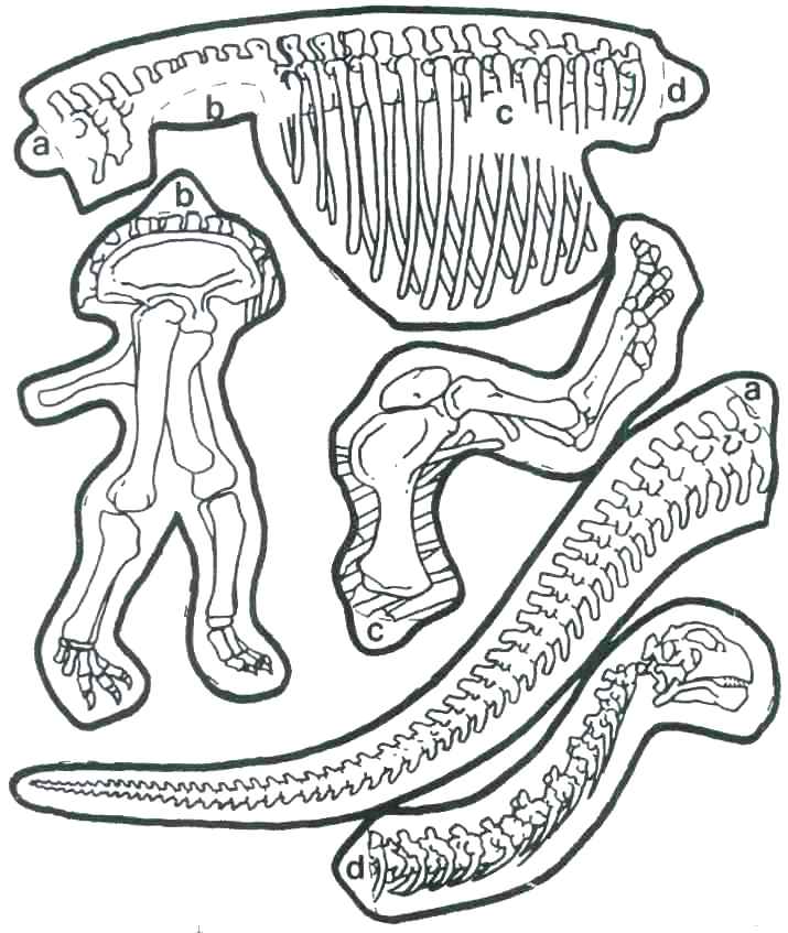 715x847 Fossil Coloring Pages Fossil Pokemon Coloring Pages