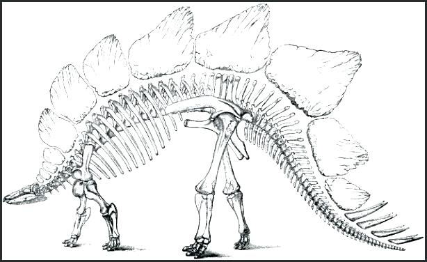 614x376 Fossils Coloring Pages Fossil Coloring Pages Dinosaur Fossil