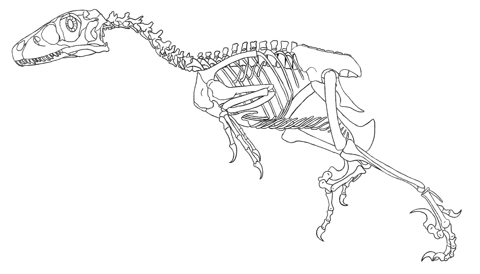 1626x928 Dinosaur Skeleton Coloring Page Free Download