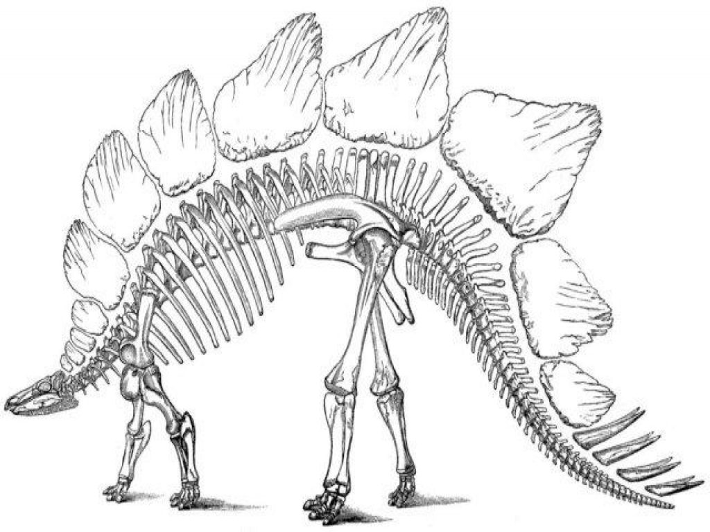 1024x768 Dinosaur Bones Coloring Pages Gites Loire Valley