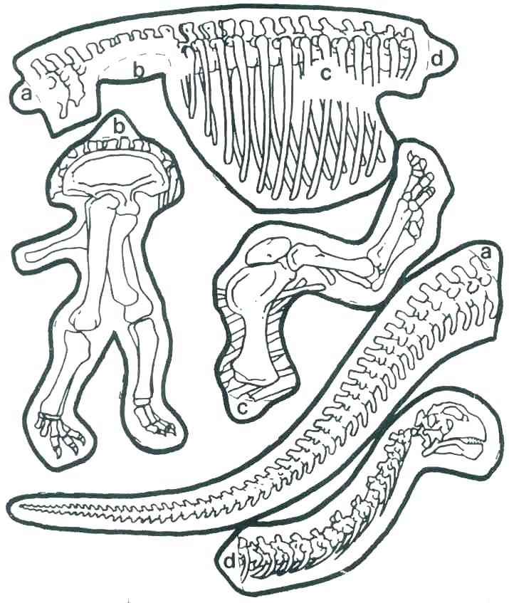 715x847 Dinosaur Bones Coloring Pages Dinosaur Color Page Baby Dinosaur