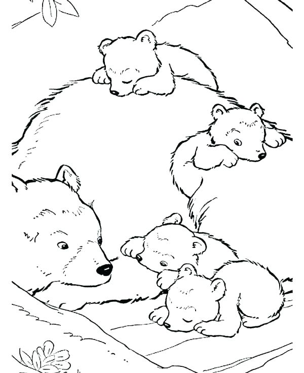 600x734 Arctic Tundra Animals Coloring Pages Polar Animals Coloring Pages