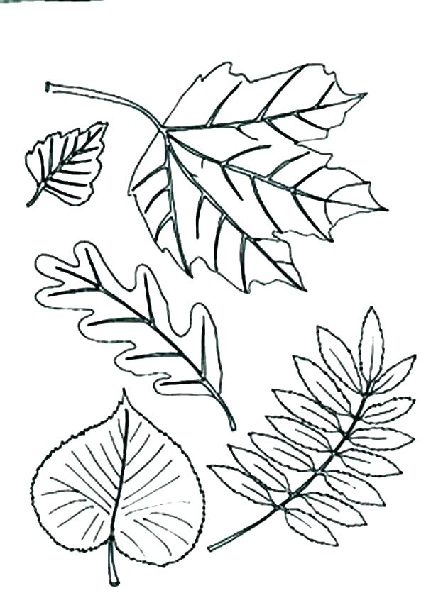 600x860 Coloring Pages Of Fall Leaves Leaf Coloring Page As Well As Leaf