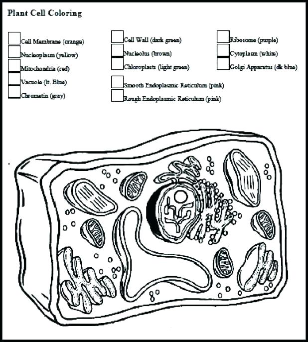 618x686 Division Coloring Pages Animal Multiplication And Division