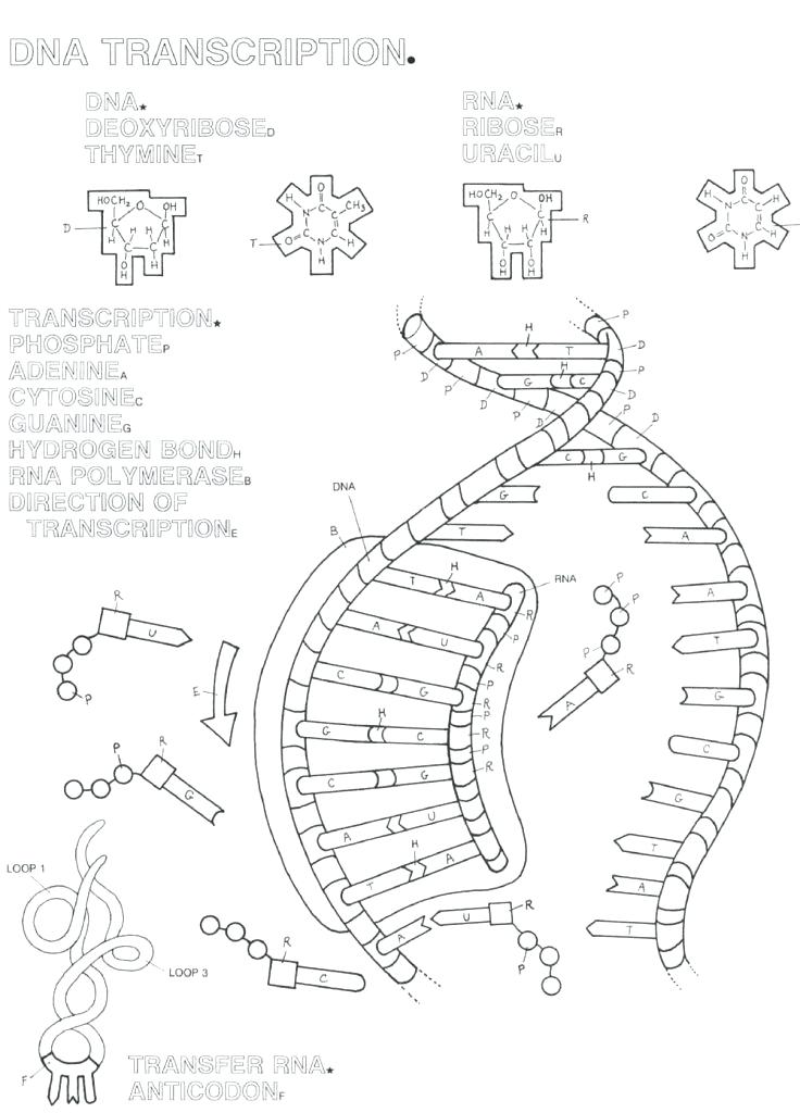 736x1024 Dna Coloring Sheet Coloring Page Dna Transcription Coloring Sheet