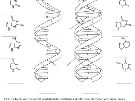 440x330 Dna Coloring Sheet Guided Graphic Notes Printable Dna Coloring