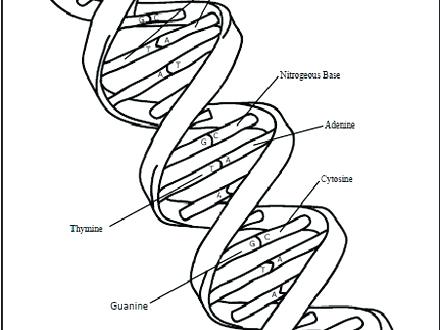 440x330 Dna Coloring Sheet Kids Science Projects Coloring Page Free