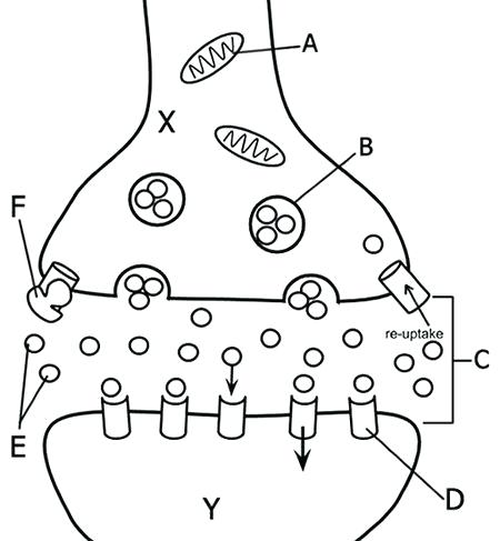 450x487 Dna Coloring Sheet The Anatomy Of A Synapse Dna Replication