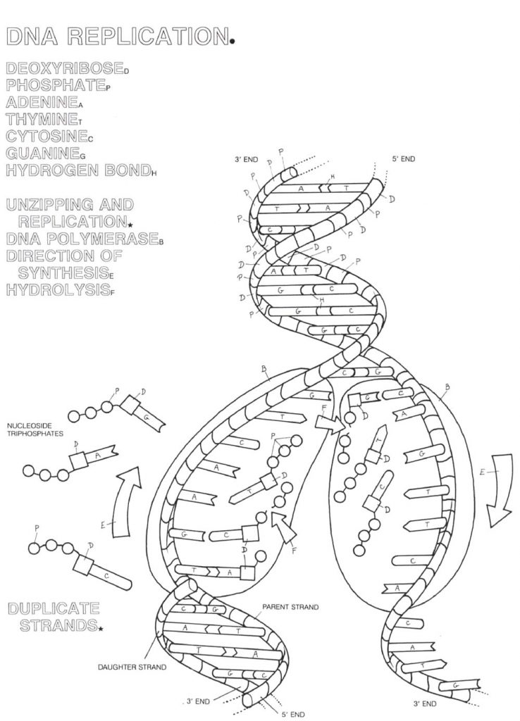 738x1024 Dna Replication Coloring Key Free