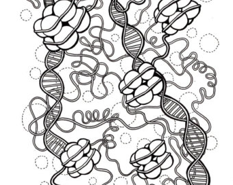 340x270 Mitochondria Coloring Page