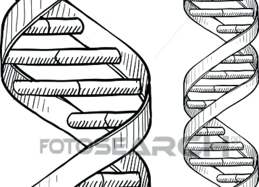 879x635 Dna Coloring Page