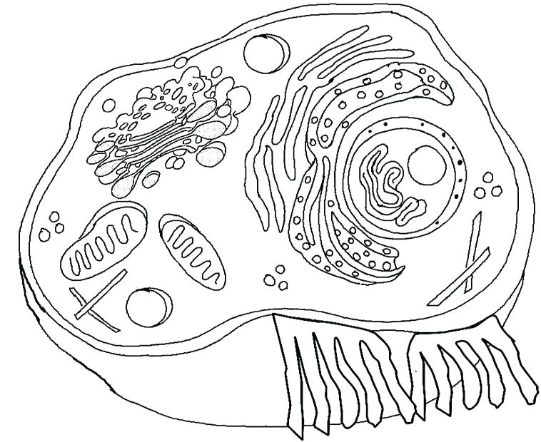 758x620 Coloring Page Coloring Page Coloring Sheets Illustration Structure