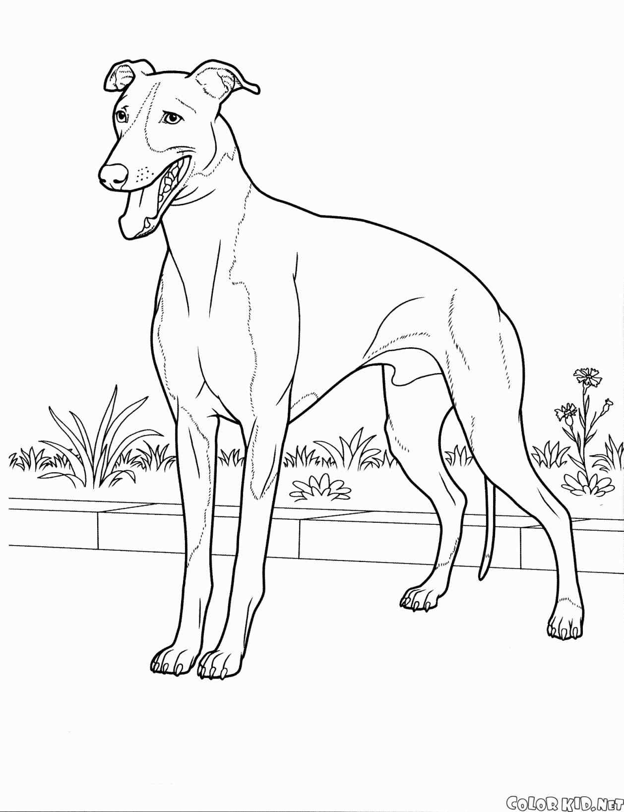 1258x1637 Doberman Puppy Coloring Pages Online Coloring Printable