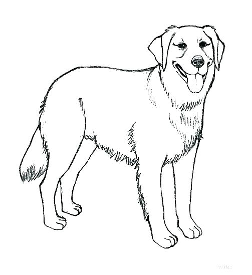 503x549 Free Printable Doberman Coloring Pages Kids Coloring Dog Color