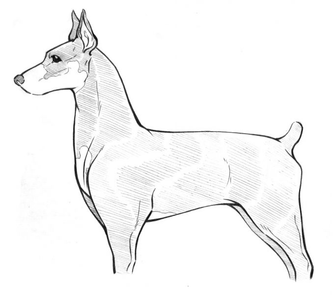 678x600 Amazing Doberman Coloring Pages Ideas