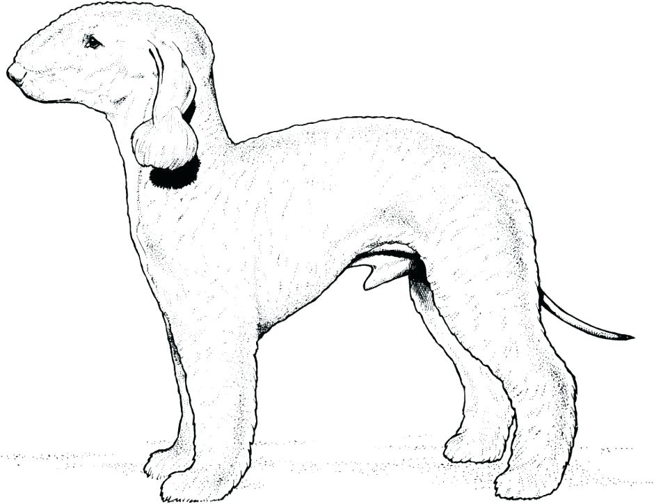 940x724 Dog Breed Coloring Pages Vanda