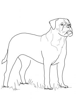 262x350 Bullmastiff Favorite Dog Colouring Pages Dog