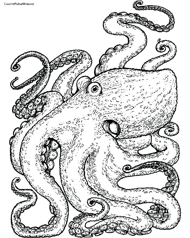 612x768 Octopus Coloring Page Help Your Practice The Alphabet With This
