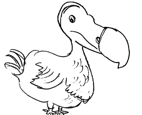 600x486 Dodo Bird Coloring Pages For Kids