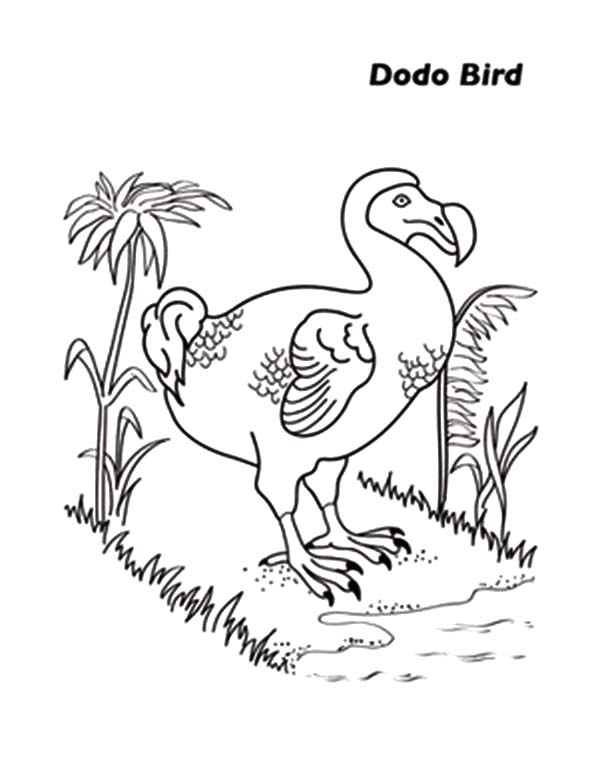 600x757 Dodo Bird Finding Food Coloring Pages