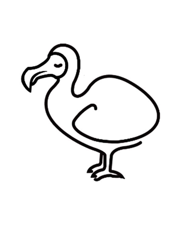 600x801 How To Draw Dodo Bird Coloring Pages