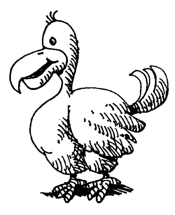 600x738 Sketch Of Dodo Bird Coloring Pages