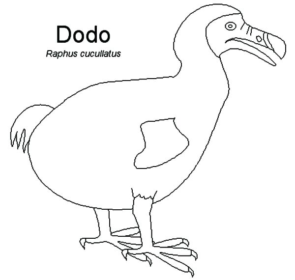 600x570 Coloring Page Of Birds Plus Coloring Pages Bird Bird Coloring