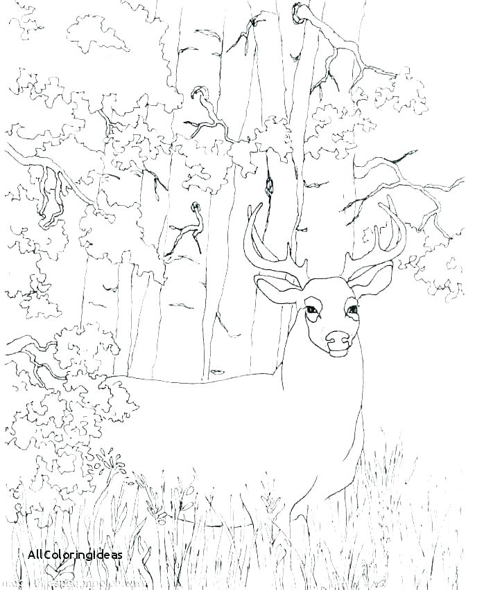 698x852 White Tailed Deer Coloring Pages Free Deer Coloring Pages Coloring
