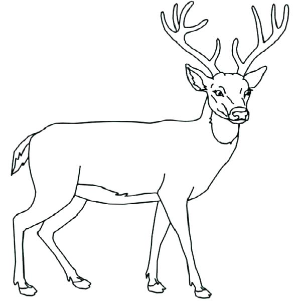 600x600 Whitetail Deer Coloring Pages
