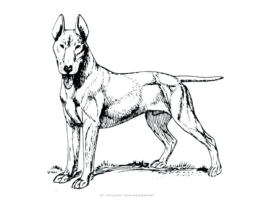 863x667 Free Printable Coloring Pages Dogs Coloring Sheets Dogs And Cats