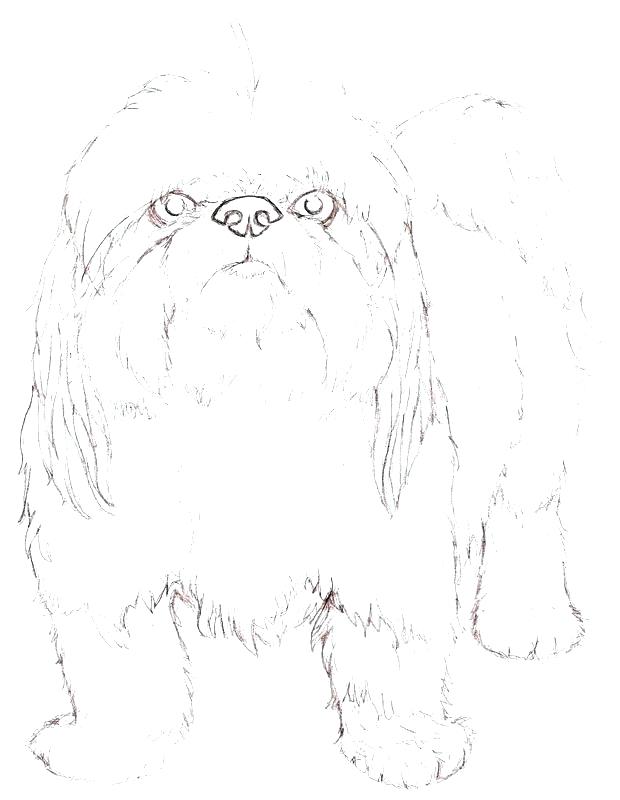 620x800 Dog Breed Coloring Pages Coloring Pages Coloring Pages By Coloring
