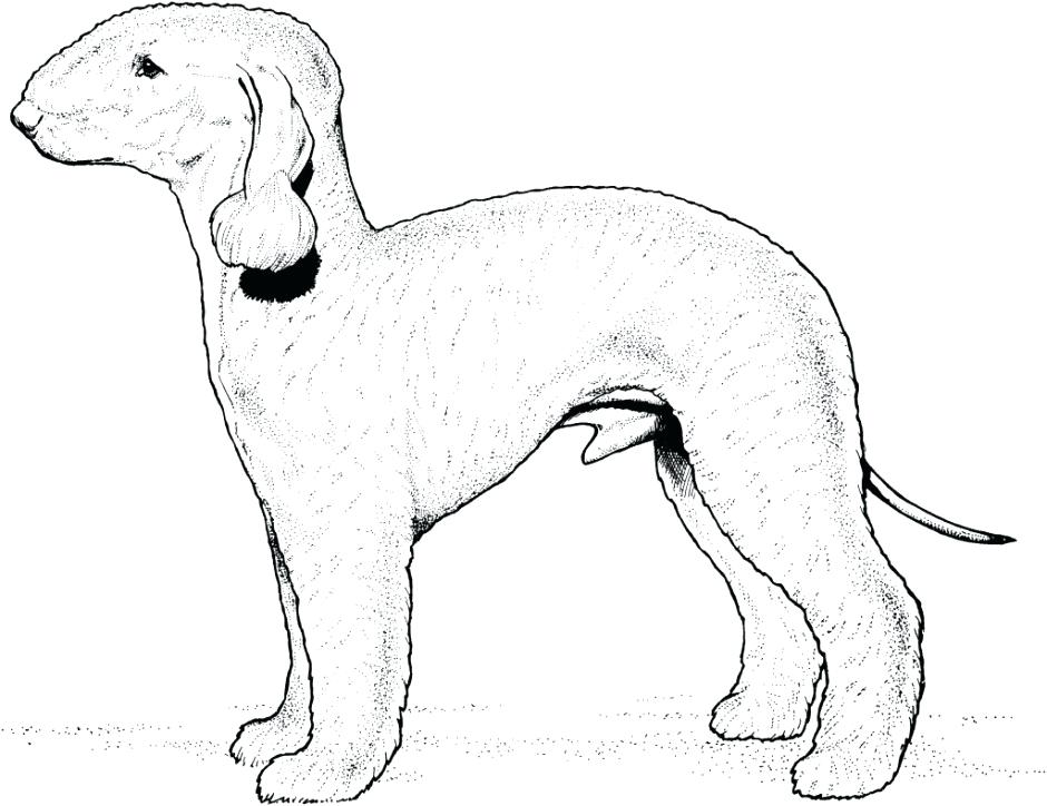 940x724 Chihuahua Coloring Pages Fabulous Husky Coloring Page Images