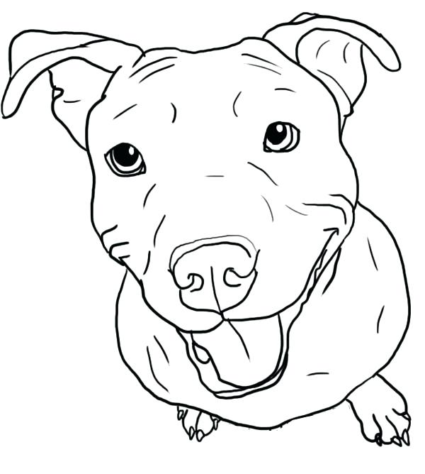 600x668 Pitbull Coloring Pages Coloring Page Husky Dog Coloring Pages