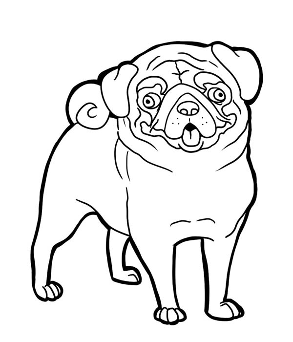 600x700 Pug Coloring Pages