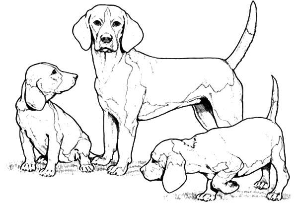 600x409 Chihuahua Dog Family Coloring Pages