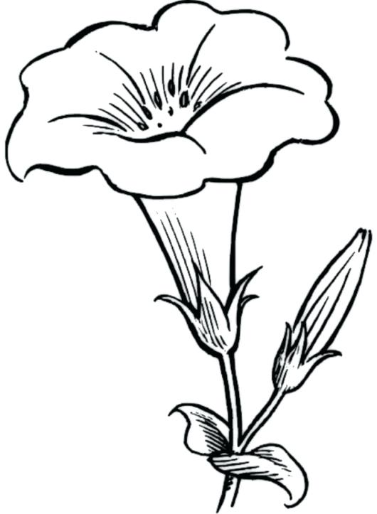530x723 Coloring Page Flower And Flower Coloring Pages Printable Bouquet