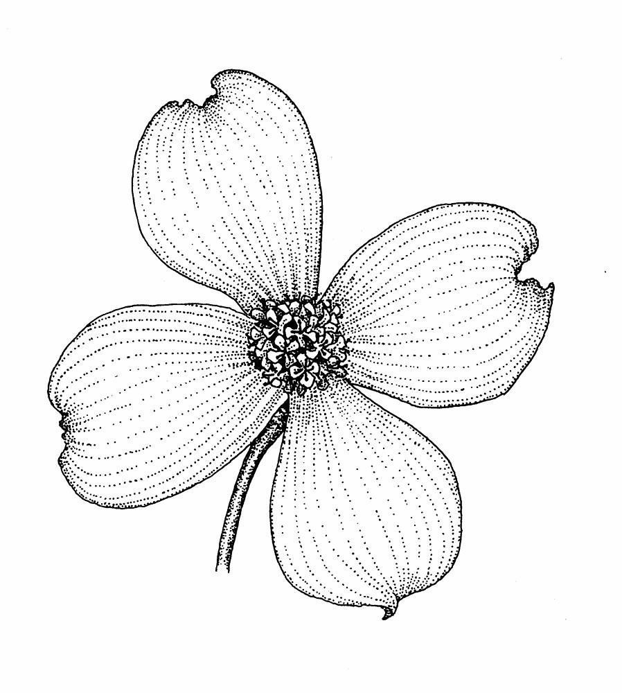 898x1000 Coloring Pages Of Dogwood Flowers Coloring Page Fun