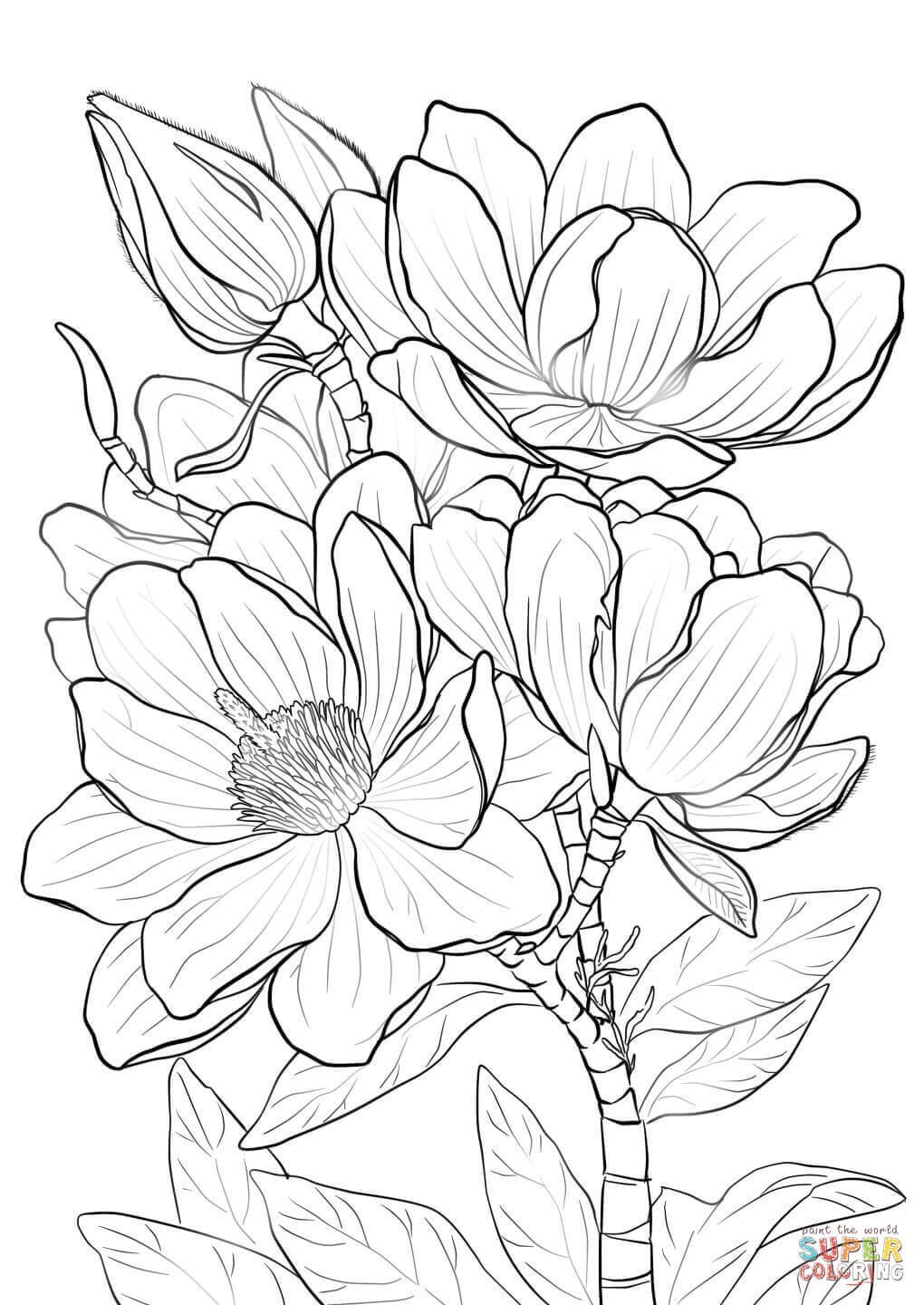 1020x1440 Marvelous Campbells Magnolia Super Coloring Picture For Dogwood