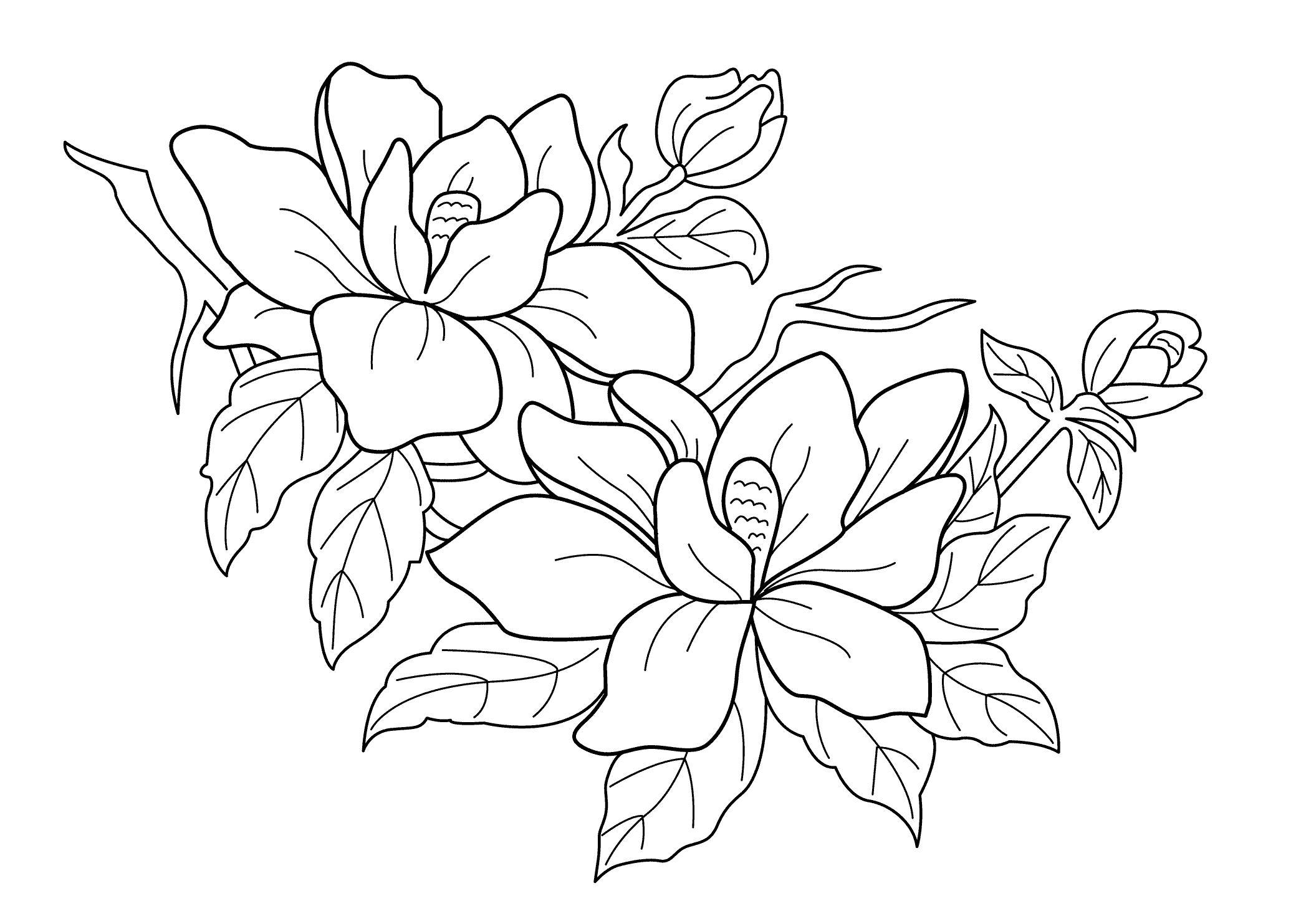 2079x1483 Stunning Flower Bouquet Drawing Pics Of Vintage Coloring Picture