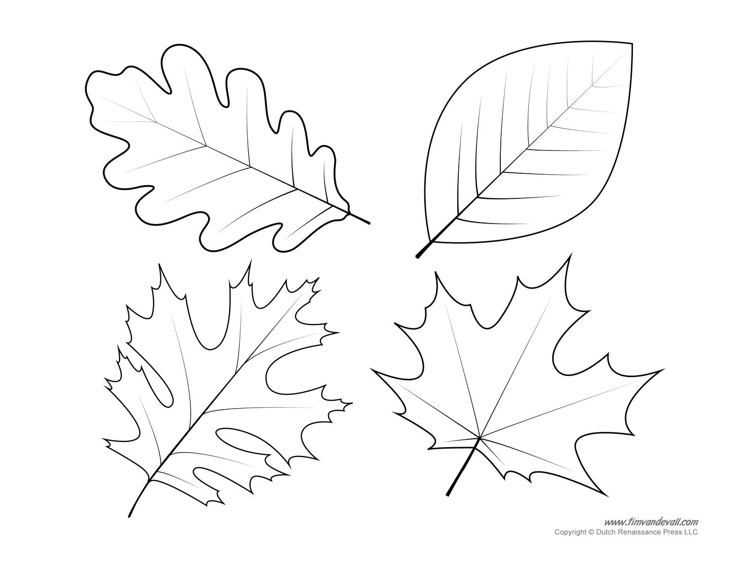 1500x1159 Coloring Pages Online Disney Pacific Dogwood Tree Leaves Stock
