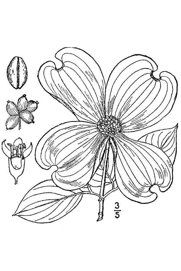 600x900 Dogwood Tree Coloring Pages
