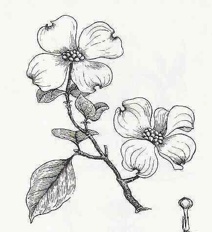 434x476 Dogwood Tree So Many Memories! My Favorite Tree ) Bird