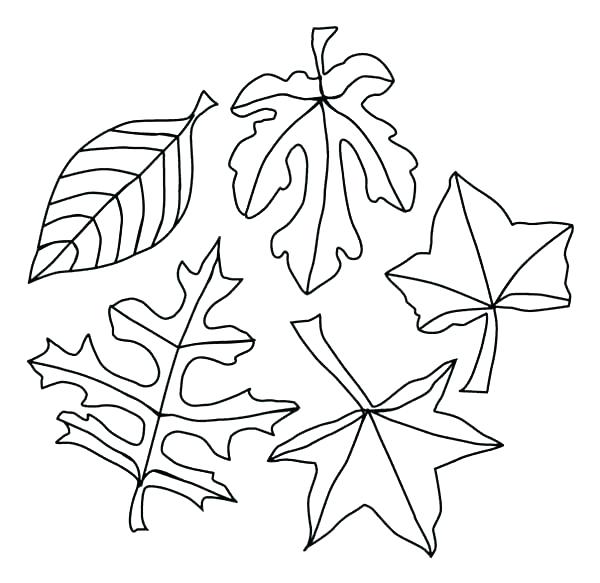 600x583 Dogwoods Tree Fall Leaf Coloring Page With Dogwoods Tree Fall Leaf