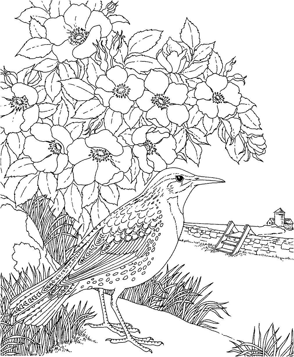 1012x1228 Stunning Coloring Of Dogwood Page Fun Pic Flower Inspiration
