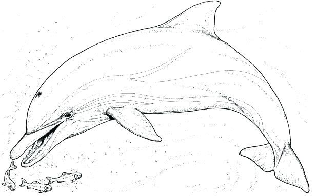 618x383 Dolphin Coloring Pages Funny Dolphin Free Online Dolphin Coloring